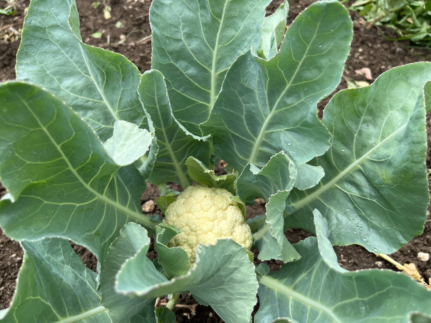 Cauliflower